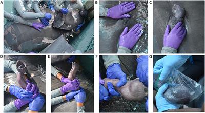 Manual Collection and Semen Characterization in a West Indian Manatee (Trichechus manatus)